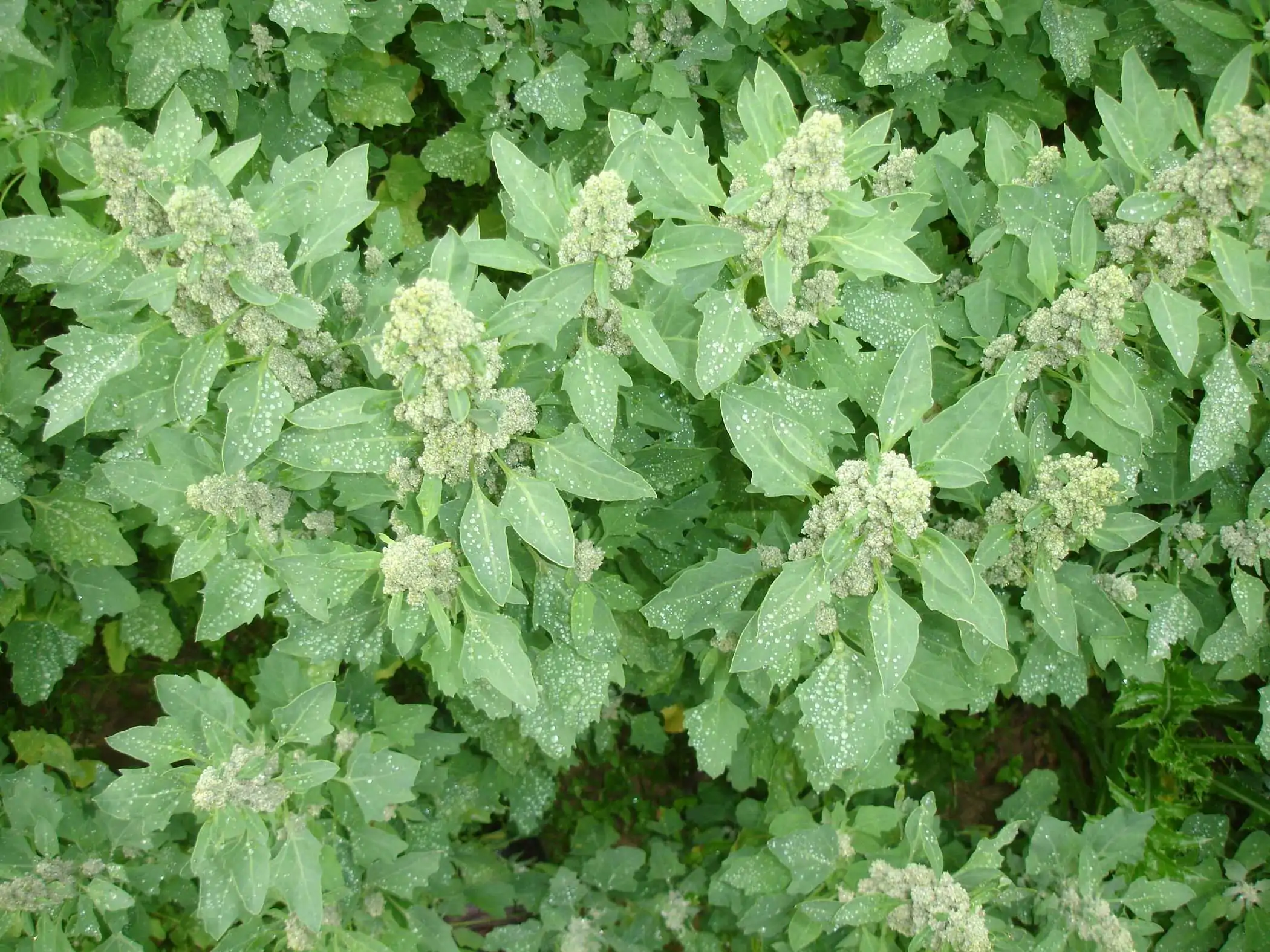 Quinoa d'Anjou, la filière 100% française