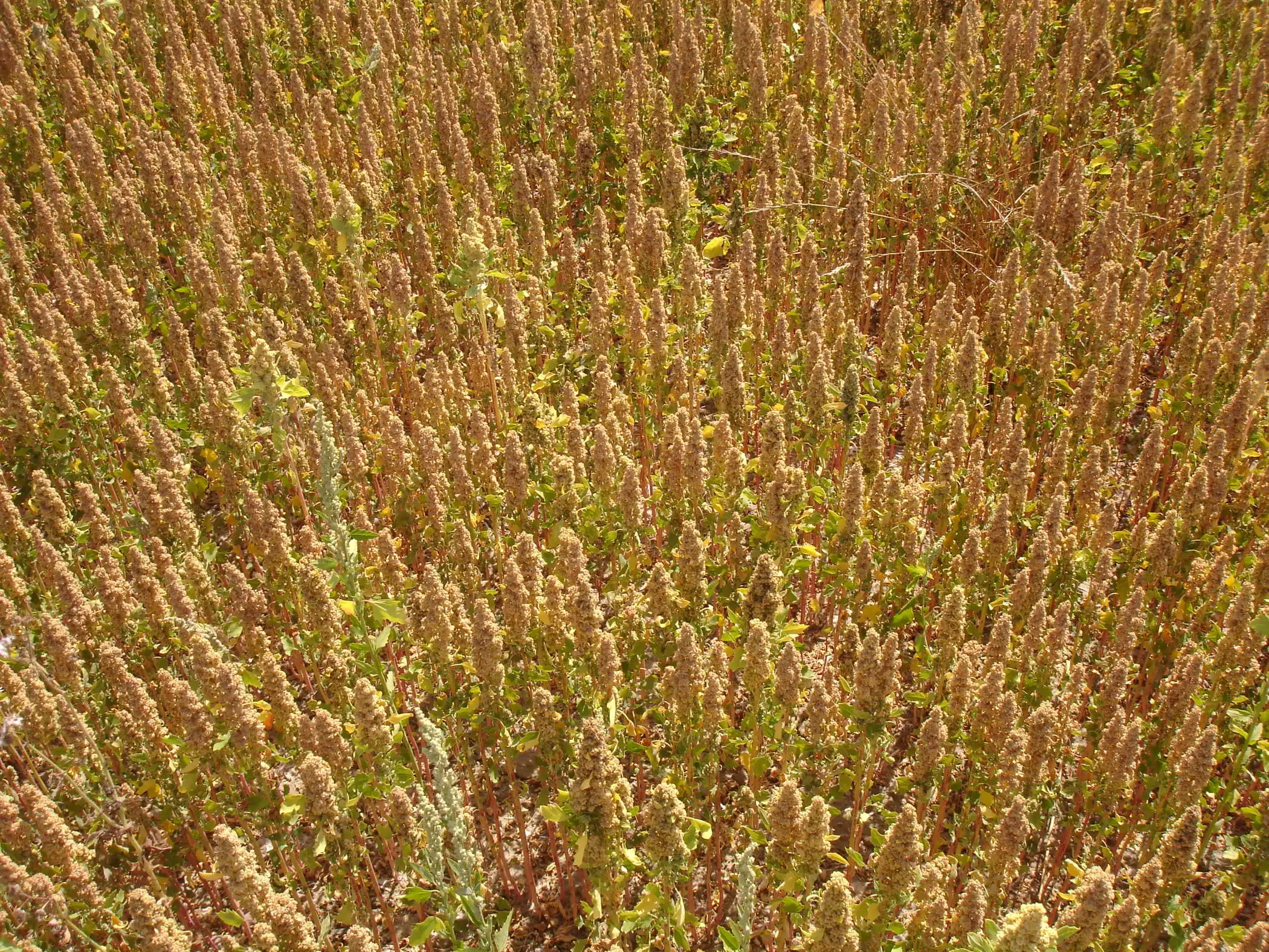 Quinoa d'Anjou, la filière 100% française