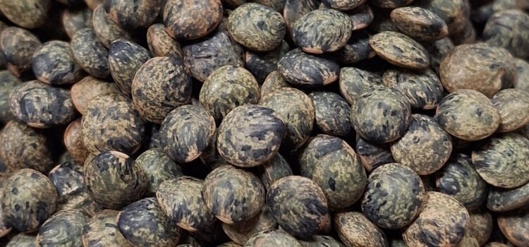🌱 Cap sur les lentilles !
